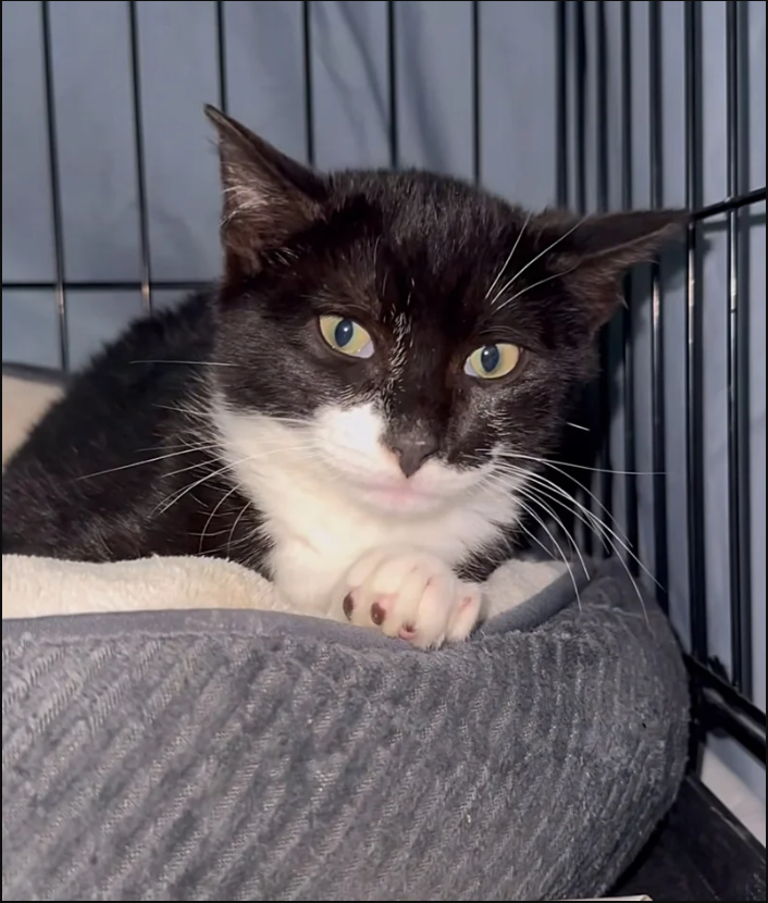 After finding the comforts of a warm retreat, a kitten that was stumbling through a brush pile becomes the most spirited cat.