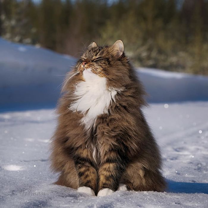 Charming Cats of Canada: 30 Enchanting Photos of Joyful Frolics