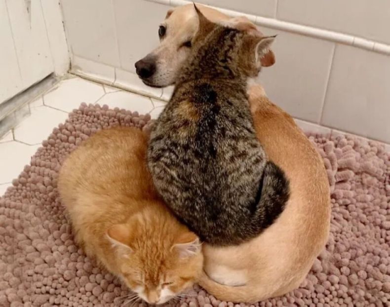 Dog Takes Shy Kittens Under Her Wing While They Build Up Courage To Interact With People