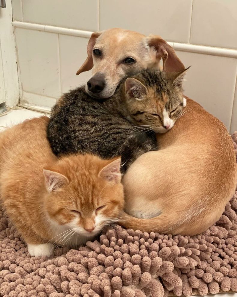 Dog Takes Shy Kittens Under Her Wing While They Build Up Courage To Interact With People