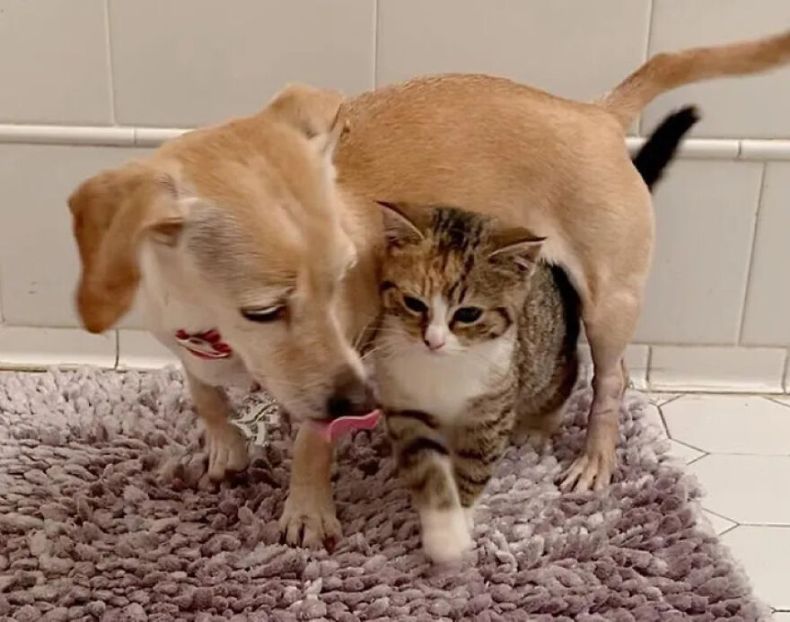 Dog Takes Shy Kittens Under Her Wing While They Build Up Courage To Interact With People