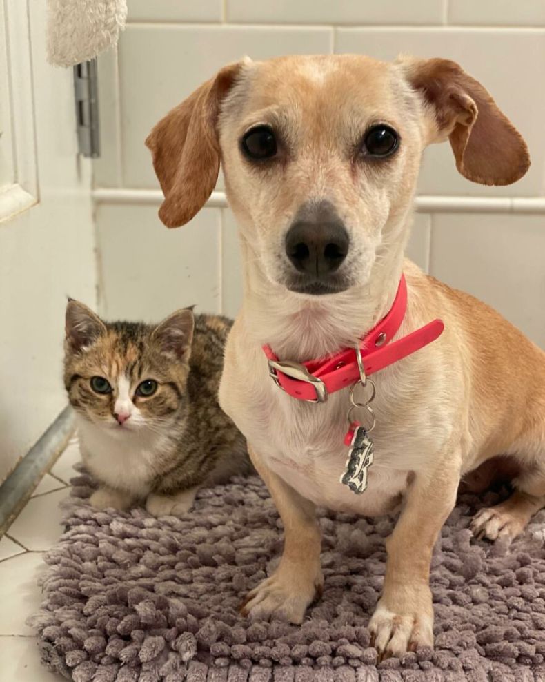 Dog Takes Shy Kittens Under Her Wing While They Build Up Courage To Interact With People