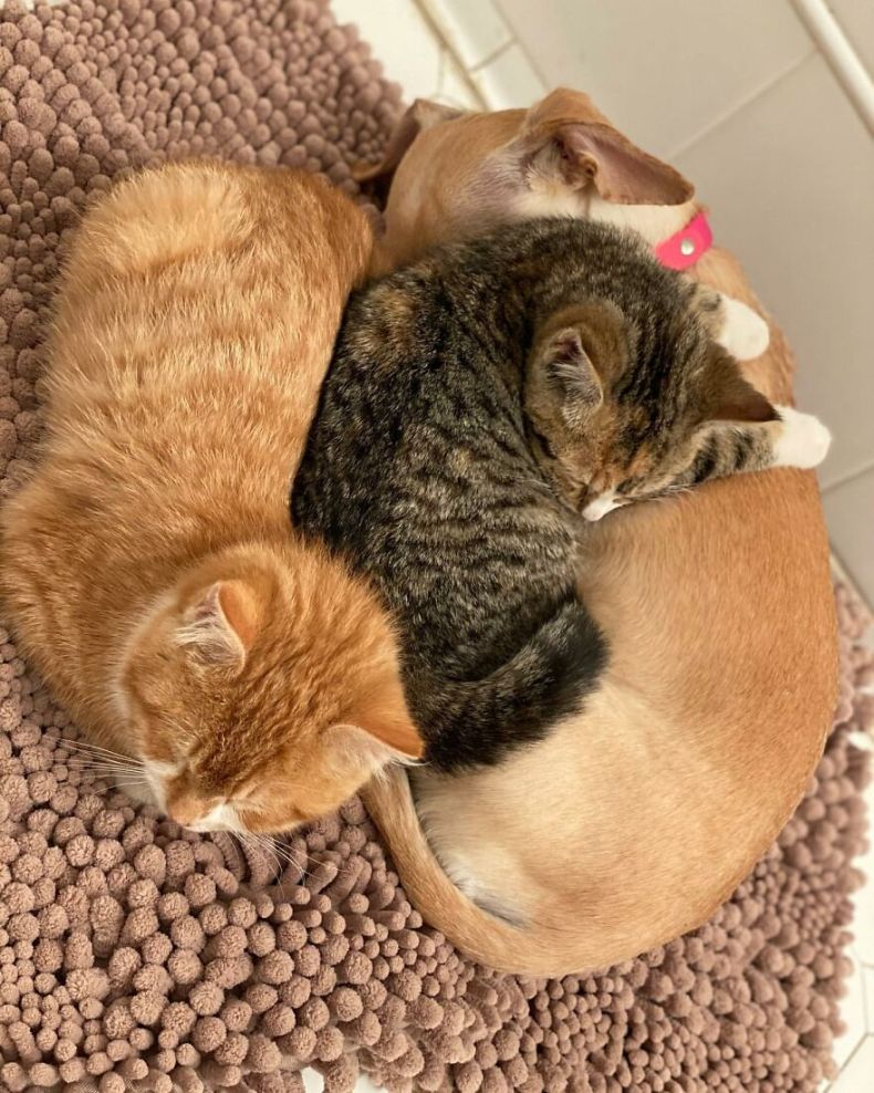 Dog Takes Shy Kittens Under Her Wing While They Build Up Courage To Interact With People