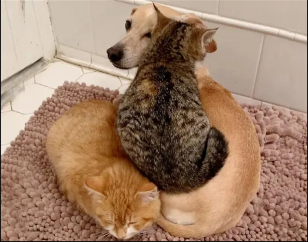 Inter-Species Guardian: Heartwarming Dog Guides Shy Kittens, Empowering Their Journey to Connect with Humans