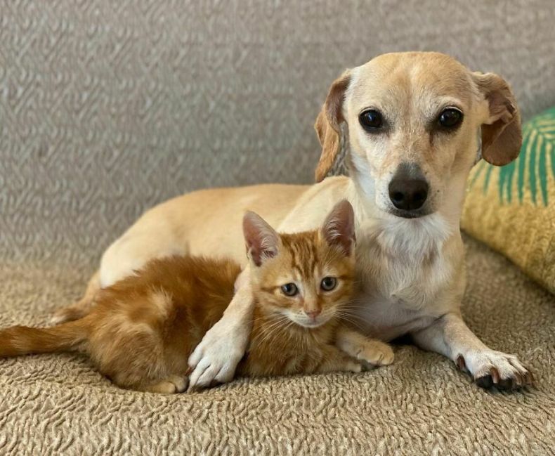 Dog Takes Shy Kittens Under Her Wing While They Build Up Courage To Interact With People