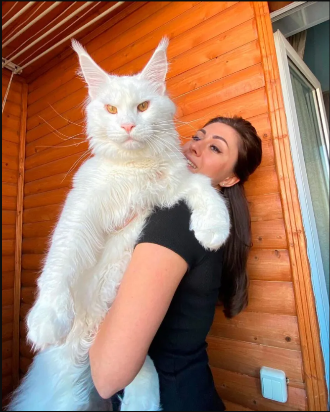 Meet the ‘Giant’ Cat: Introducing the Feline Almost as Long as a 4-Year-Old