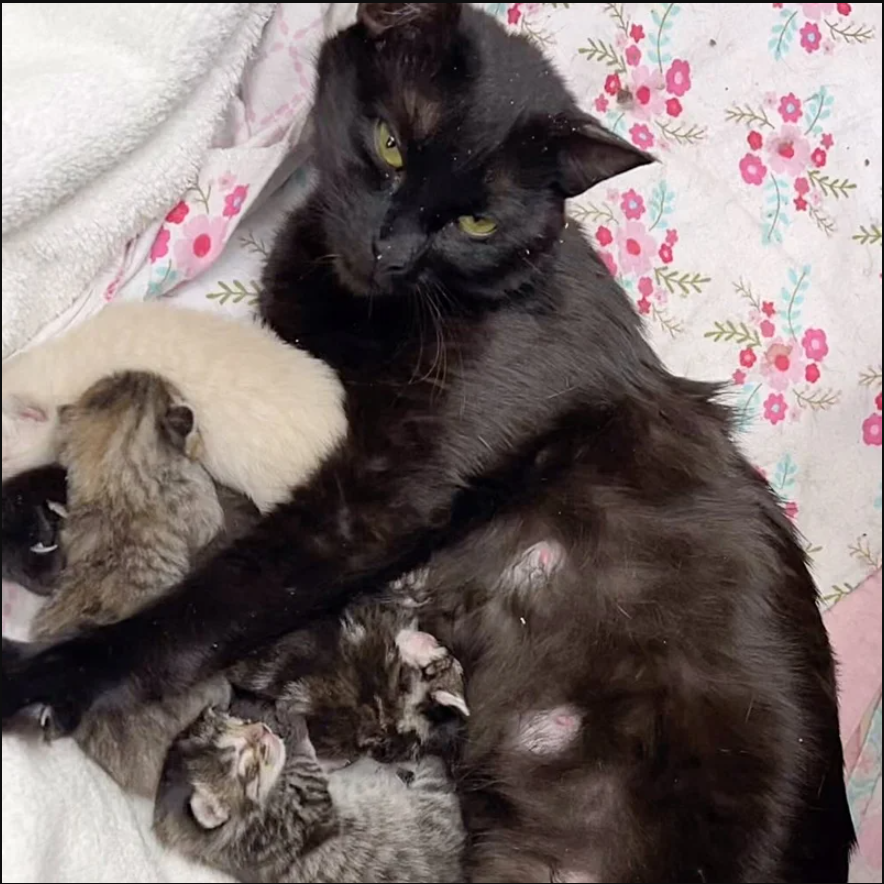 When a Cat with a Bent Ear Approaches People for Assistance, They Bring Her Inside Just in Time to See Her Kittens