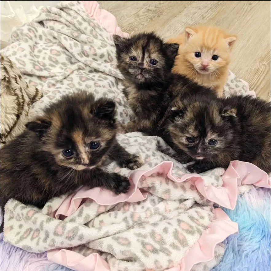 Four Garage-Born Kittens Have Their Entire Lives Changed When Good People Let Them Into Their Homes