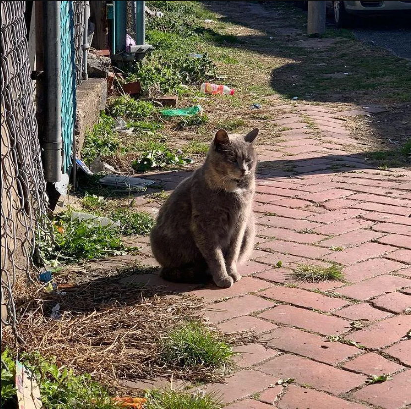 Cat Walks Up to Woman to Be Petted and Ends Up Having Kittens Inside Her Home 2 Days Later