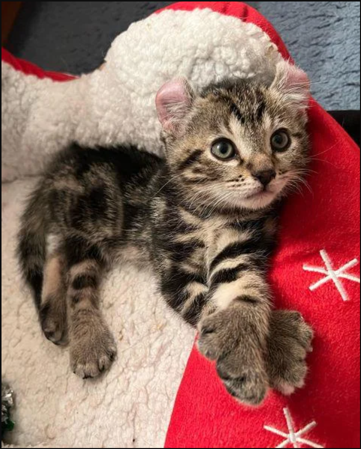 Kitten with Big Paws Decides to Cling to Woman Who Gave Him a Home, and Follow Her Cats Around