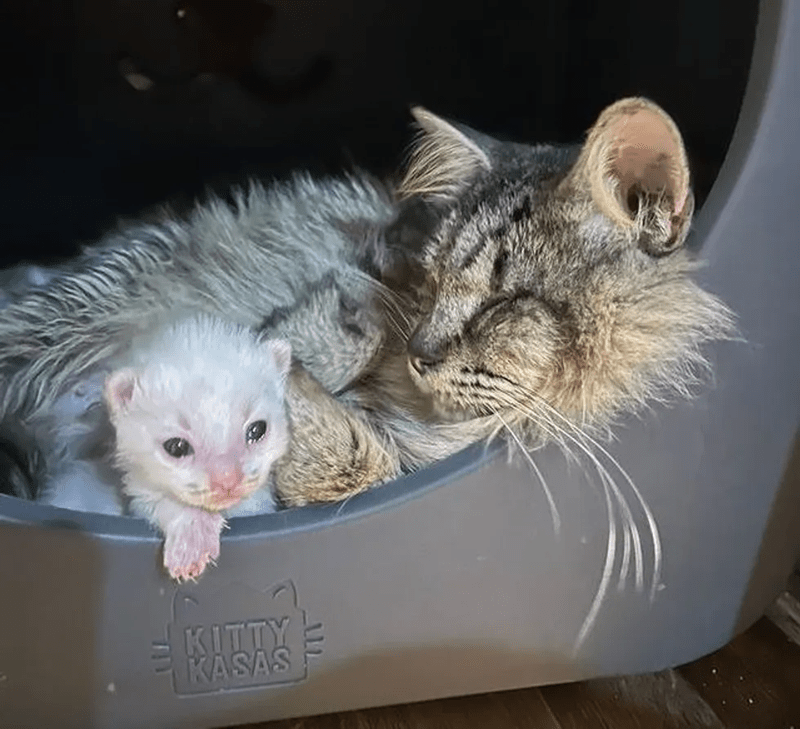 The Compassionate Journey of a Blind Cat: Guiding a Man to Her Precious Kittens