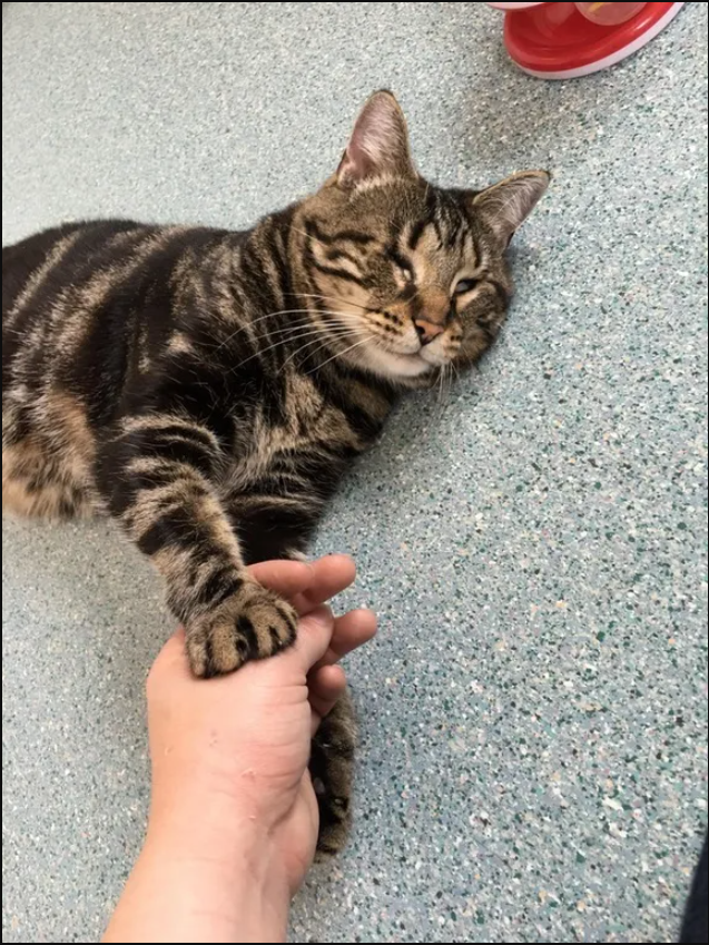 Adorable Blind Feline Refuses to Release Woman’s Hand at the Shelter