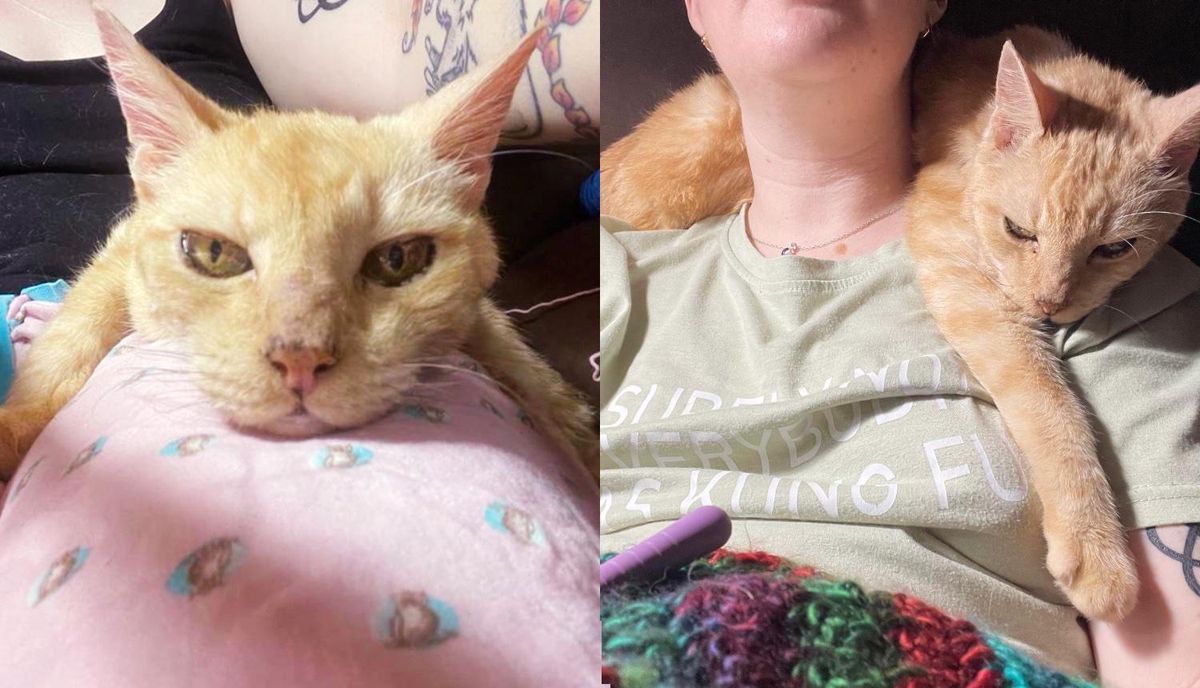 14-year-old Cat So Happy to Be Doted on Again, He Turns into a 'Velcro Cat'