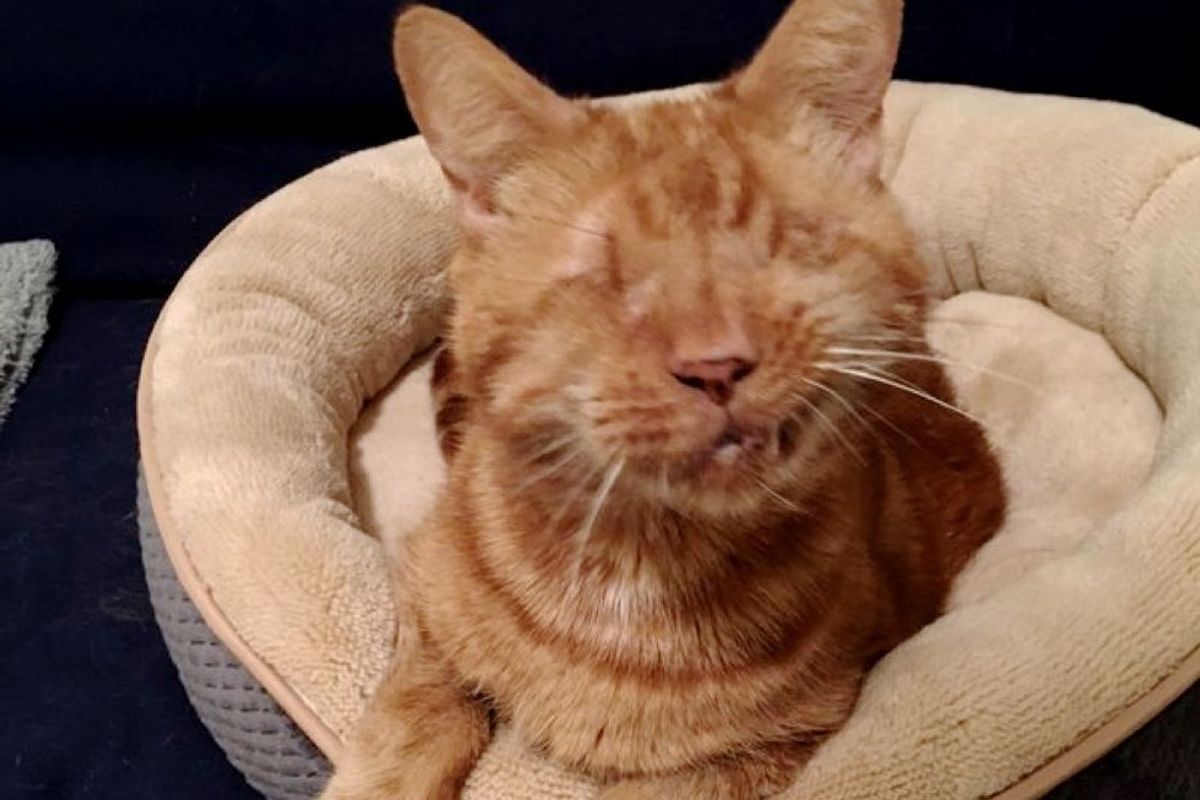 blind cat becomes shadow of his human follows her everywhere