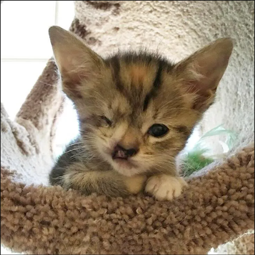 A Tale of Triumph: A Stray Cat with a Snaggle Tooth and a Heart of Gold