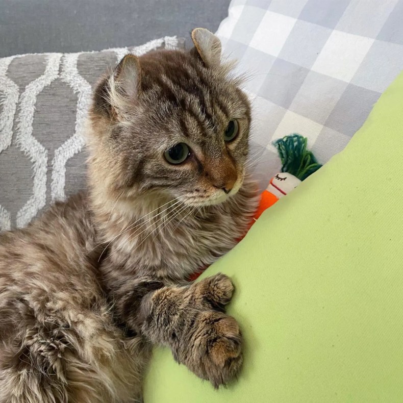 fluffy cat highland lynx