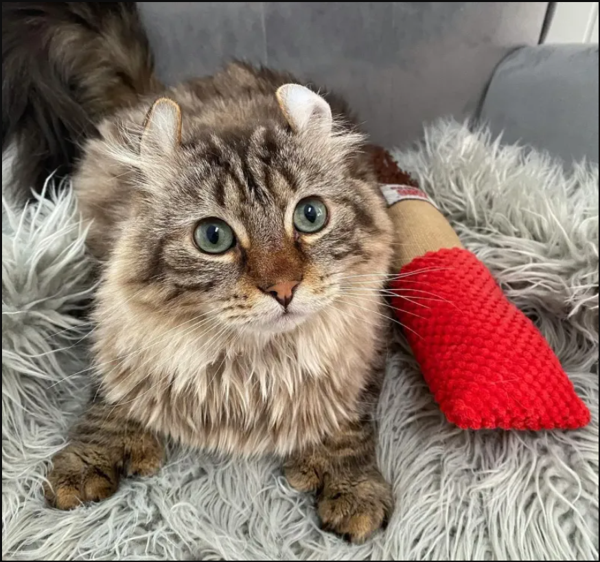 From Rescue to Royalty: Big-Pawed Cat Blossoms into a Gentle Soul