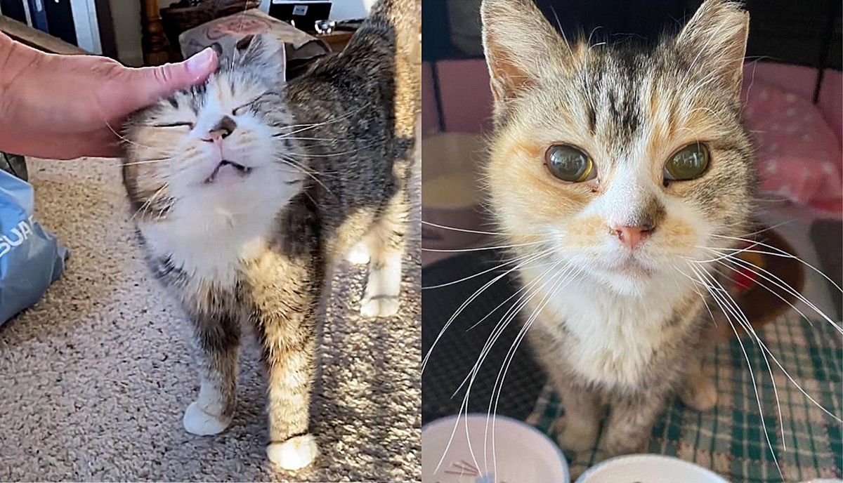 Cat Lived on the Street Her Whole Life, Scooped Up by Kind-hearted Man Who Discovers She is Blind