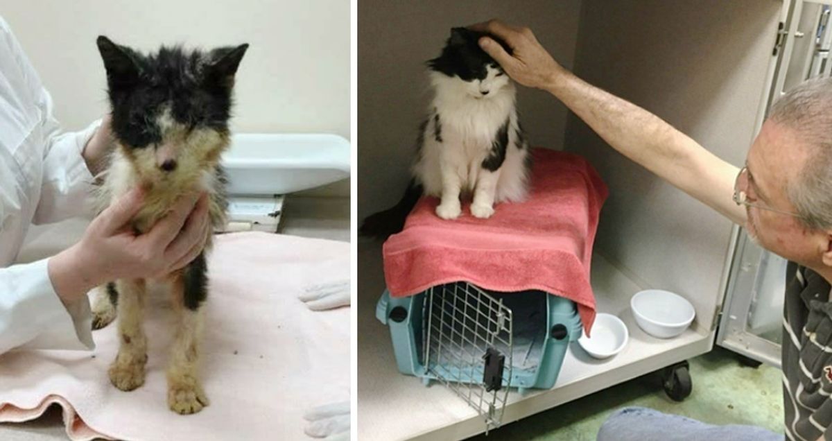 Cat Lived Most His Life in a Carrier, Gets Help to See and Finds Someone to Love.