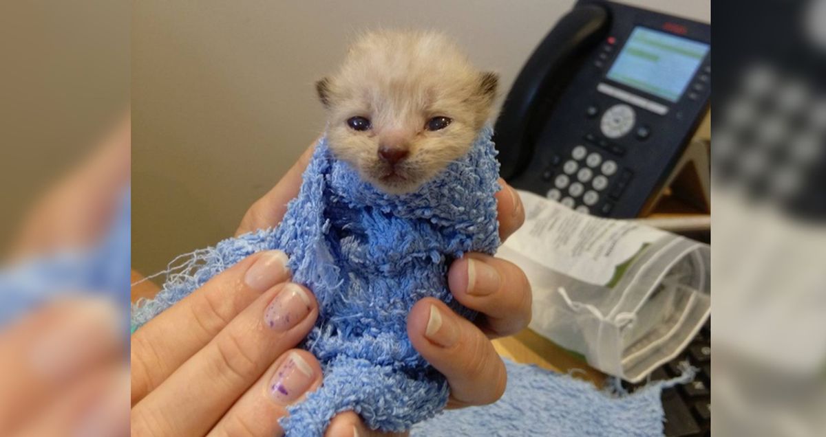 Kitten Found at Gas Station Survived Against All Odds and Grew Up To Be a Handsome Cat