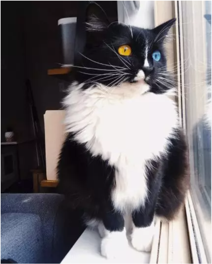 Introducing Bowie: The Classy Cat with Mesmerizing Eyes