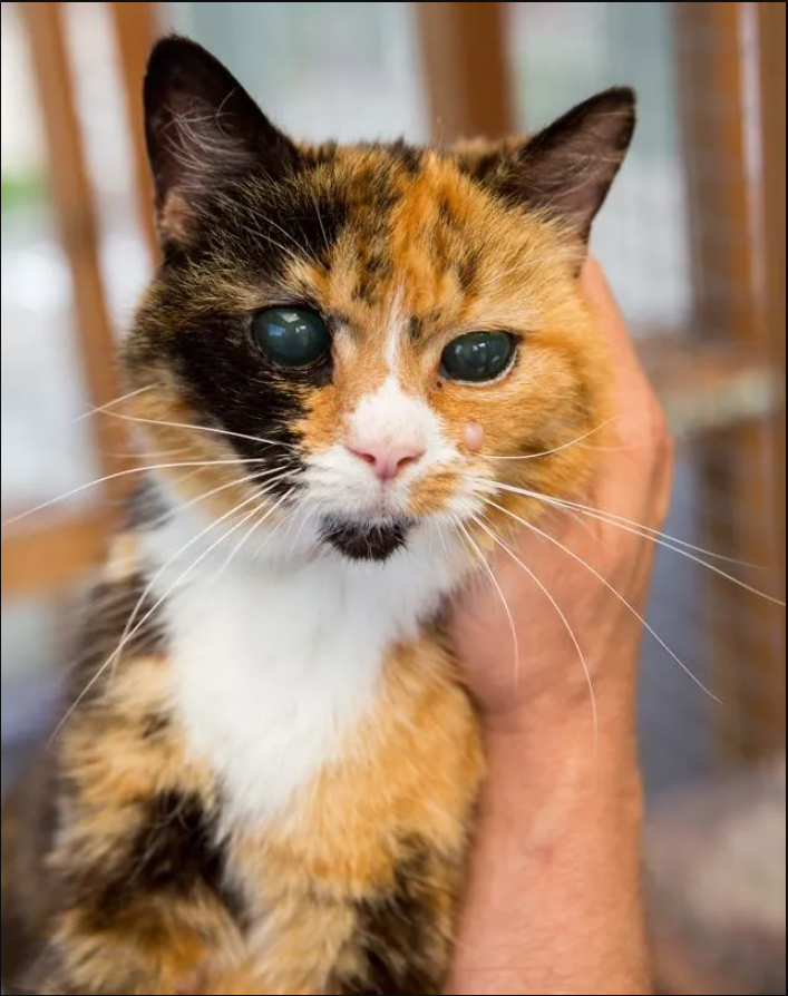 tpn-At 19 years old, Britain’s longest-waiting rescue cat is still searching for a forever home.