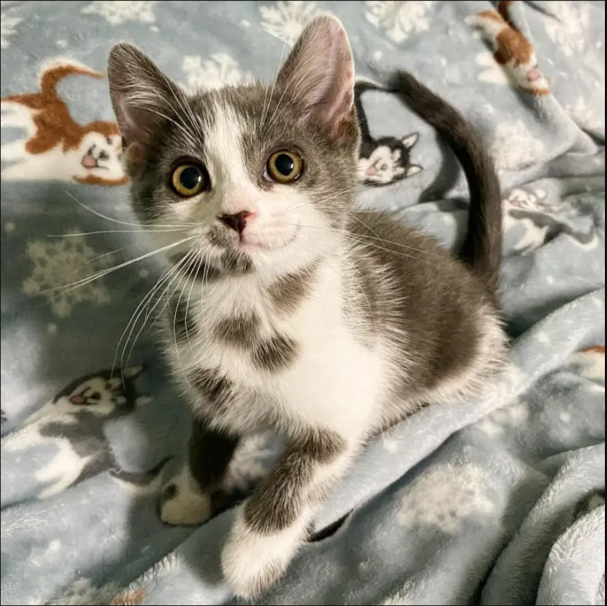 tpn-Marked for Greatness: “Dalmatian” Kitten and Her Sister Overcome Challenges Together