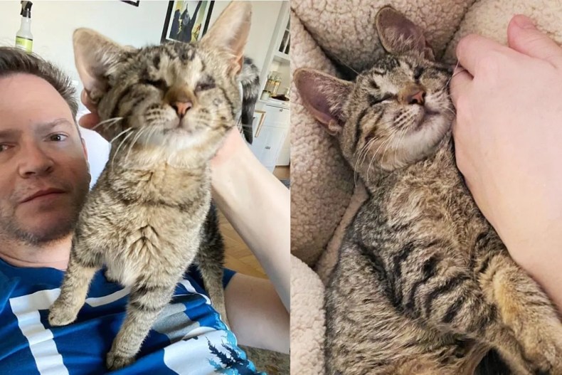 Blind Kitten Becomes Completely Affectionate Overnight After Man Took Her in