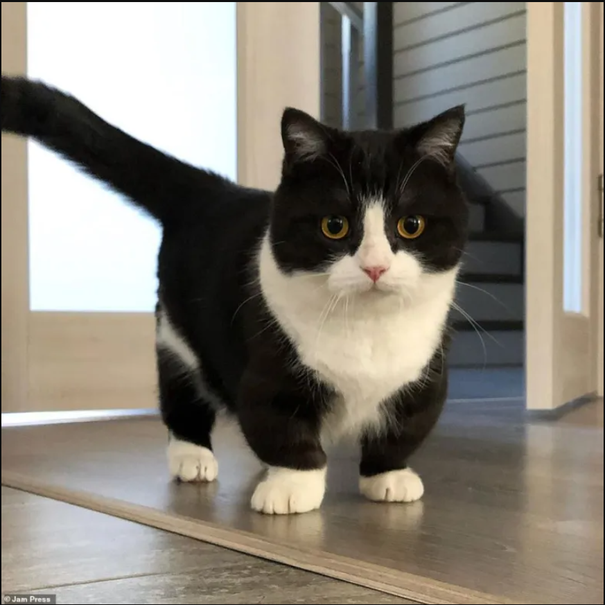 tpn-A four-inch-legged dwarf cat has emerged as an Instagram sensation, captivating hearts with its unique charm and tiny stature.