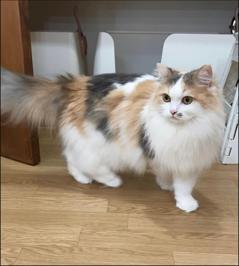 tpn-Meet Suoxic: The Adorably Cute Cat Whose Fluffy Fur Resembles Clouds, Amassing a Growing Following on Social Media