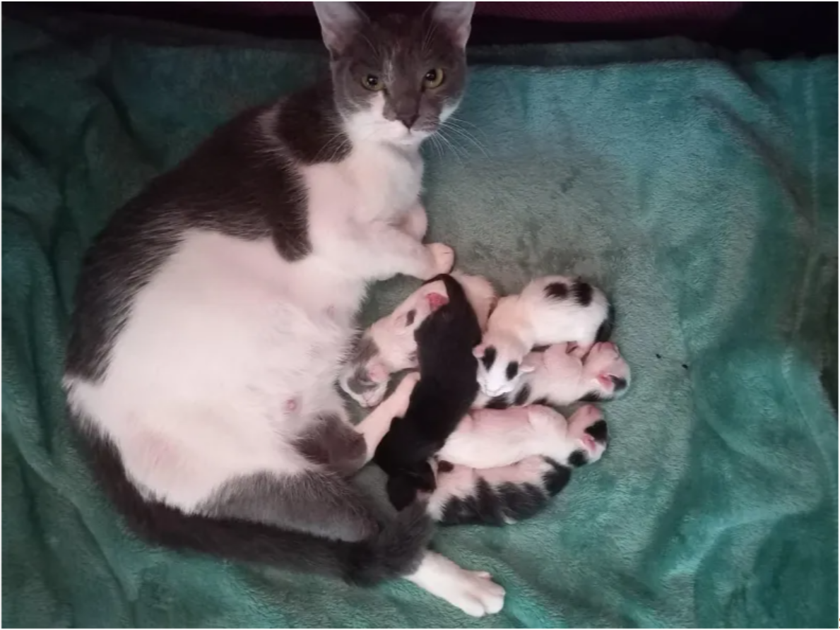 tpn-From Needing Help to Hero Mom: Cat Thrives at Rescue with Her Six Kittens