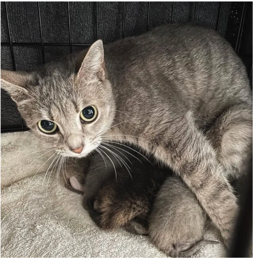 tpn-With a cozy space for her kittens, the cat began to relax and gain confidence, demonstrating how a safe environment can transform lives.