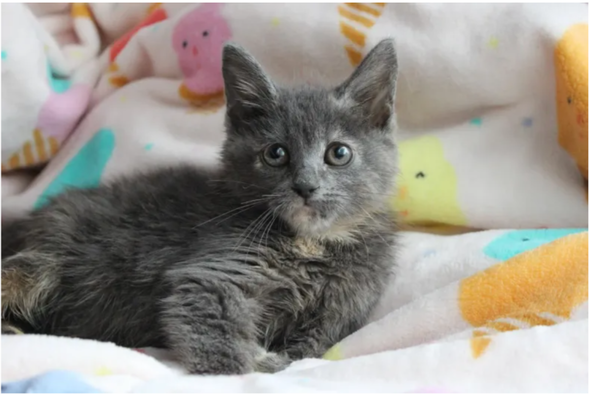 tpn-After being rescued from a bag during a storm, the kitten wriggled into the heart of the woman who saved her.