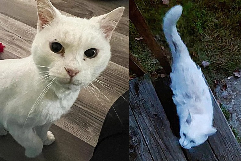 Stray Cat Tries to Push His Way into a Home and Ends Up Changing His Life