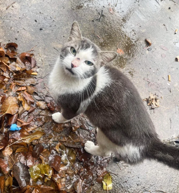 Finally Home: A Cat Lingers Near a House, Anxious to Bid Farewell to Outdoor Life