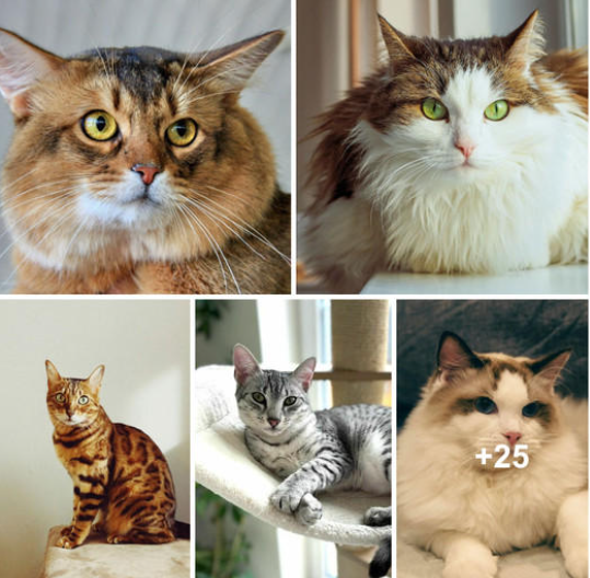 The Top 25 Most Adorable Cat Breeds: Perfect Cuddle Partners