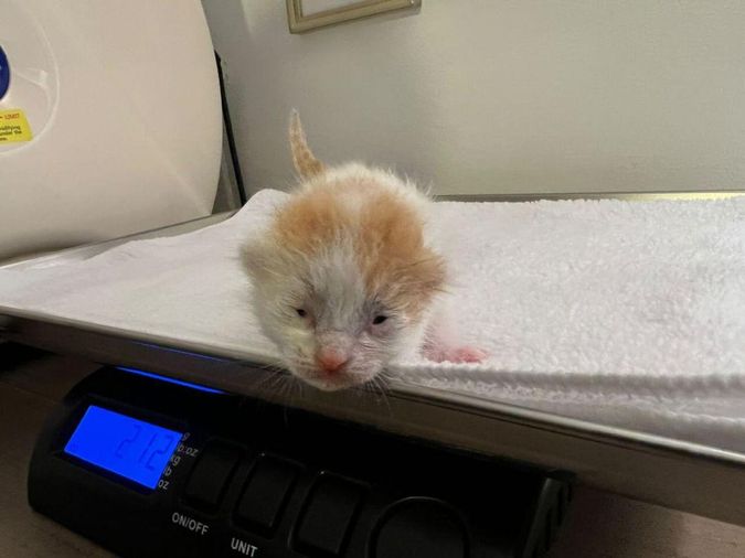 orange kitten