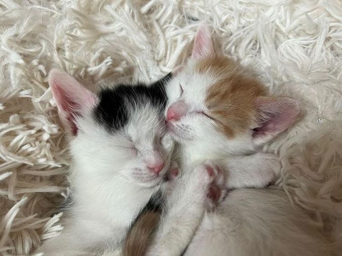 sleeping kittens hugs