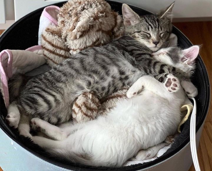 cuddly kittens