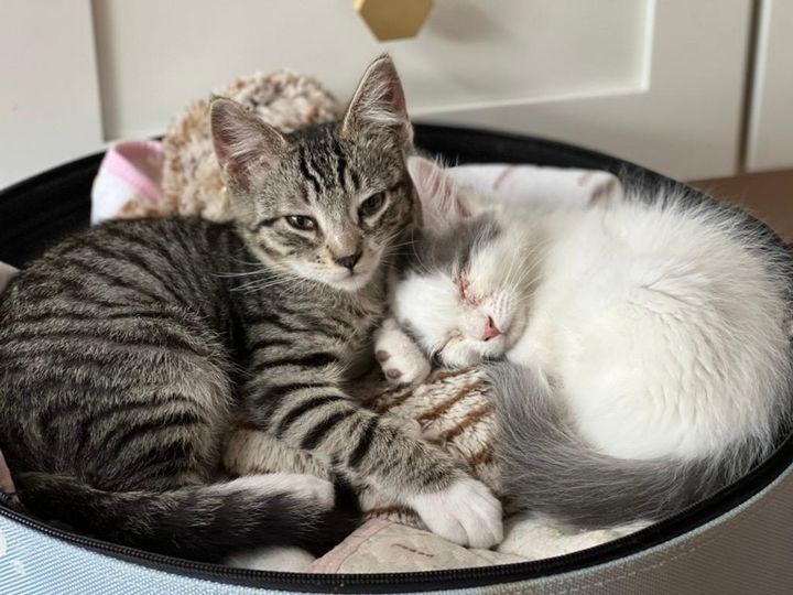 snuggly kittens