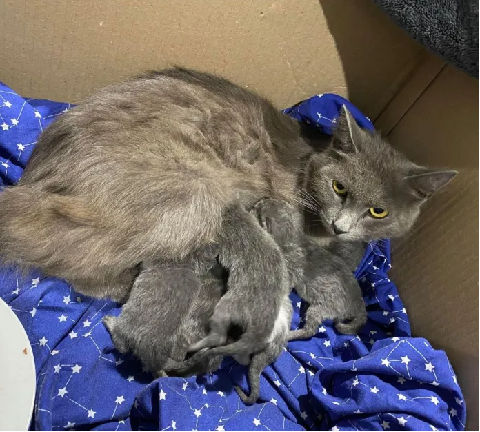 A cat in a junkyard manages to keep six kittens alive until help arrives.