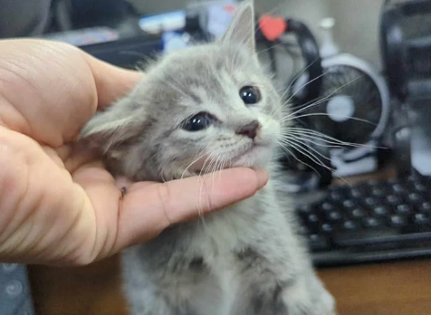 Kitten Found Under Car Became Very Close to Two Cats Waiting for Home, They Just Got Their Wish Together