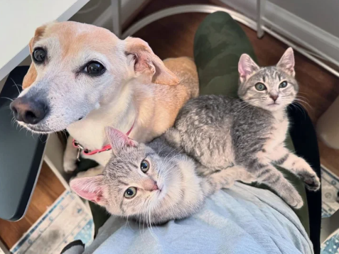 Bonded Kittens Jump on Any Empty Lap They Can Find Once Indoors After Being Found in a Box Outside