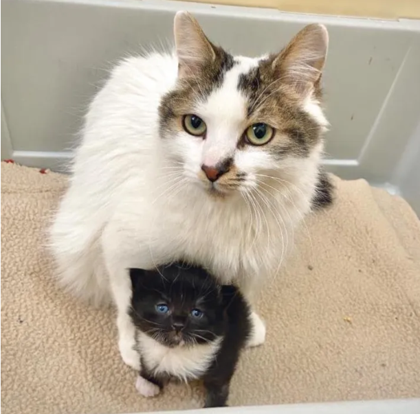 Unlikely Bond: The Remarkable Friendship Between a Cat and Kitten that Left Everyone Astonished at the Shelter