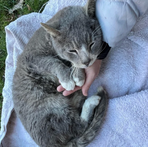 Stray Cat Leans into Person and Steals Her Heart After Trying to Keep Warm with Whatever He Can Find