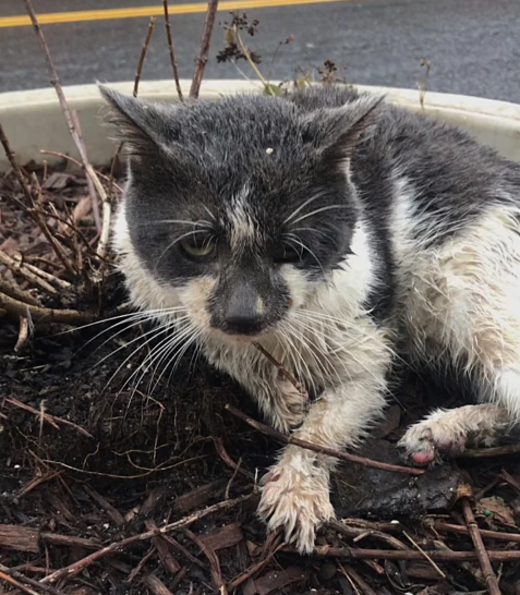 Cat Found Cold and Wet in a Planter by the Street, 2 Months Later His Life Completely Turned Around