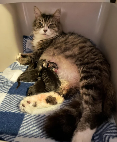 Cat Found Behind a Grocery Store Asking Around for Attention, Turns Out She Has Many Kittens to Feed