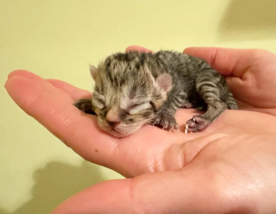 Three Blind Cats Come to a Home Seeking Help, Family Brings Them in and Realizes One of Them is Pregnant