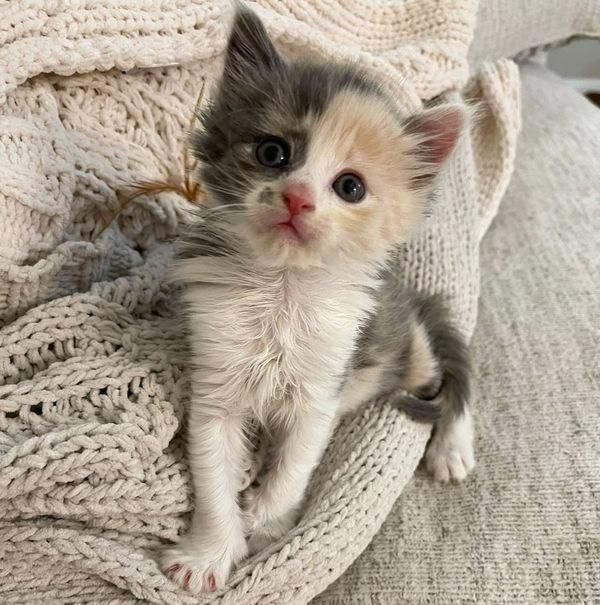 calico kitten