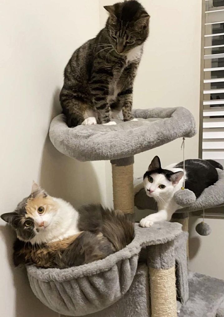 cats in cat tree